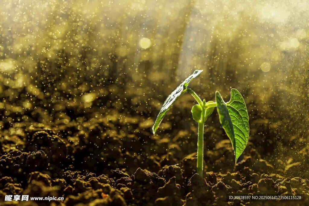 破土而出的嫩绿幼苗