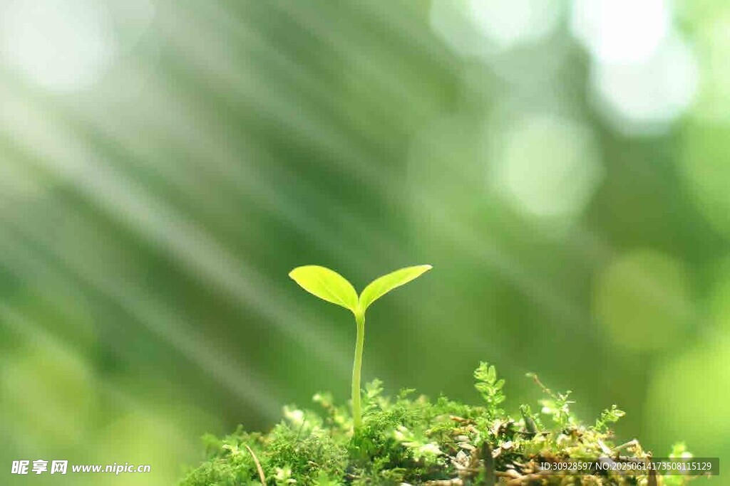 嫩绿幼苗在微光中破土