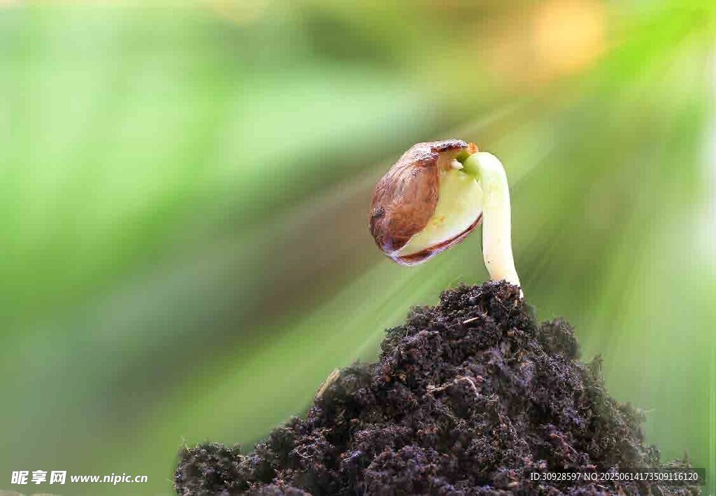 破土而出的新生幼苗