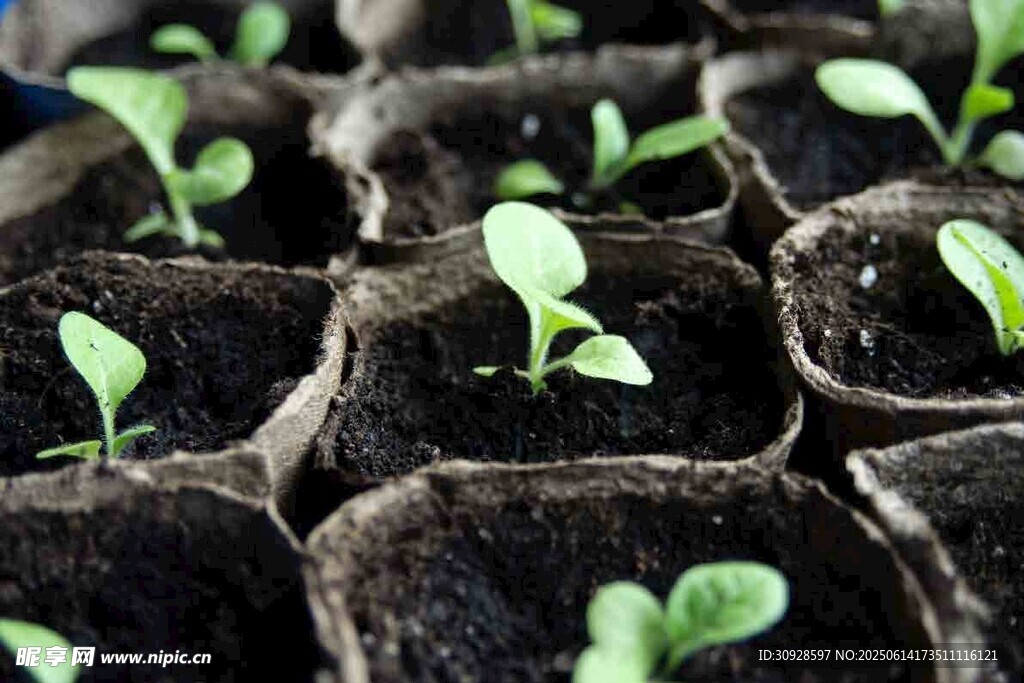 幼苗茁壮成长的瞬间