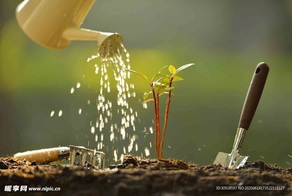 浇水呵护幼苗成长