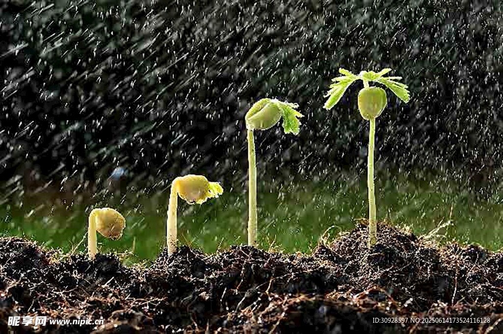 雨中破土而出的嫩绿幼苗