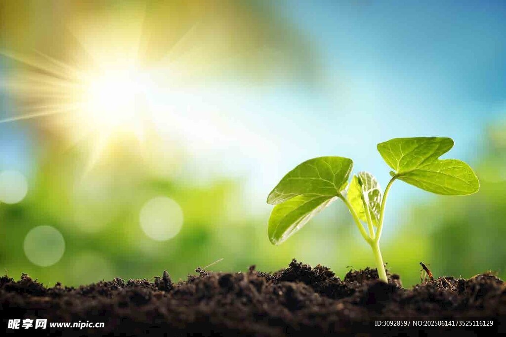 破土而出的嫩绿幼苗