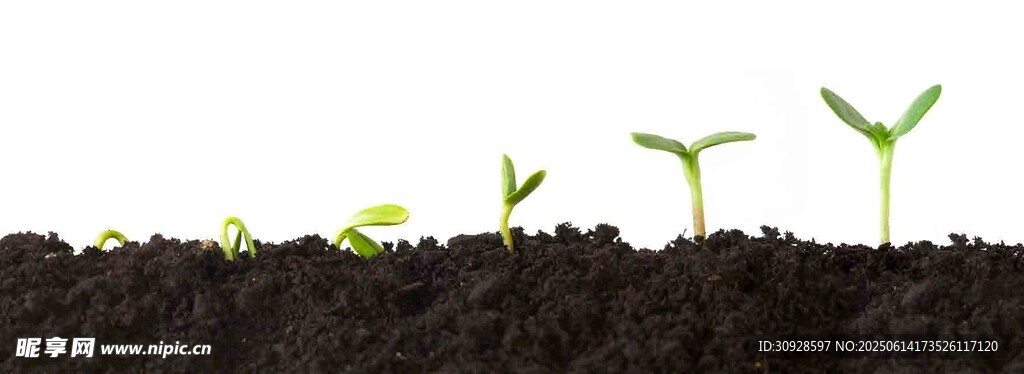 破土而出的嫩绿幼苗