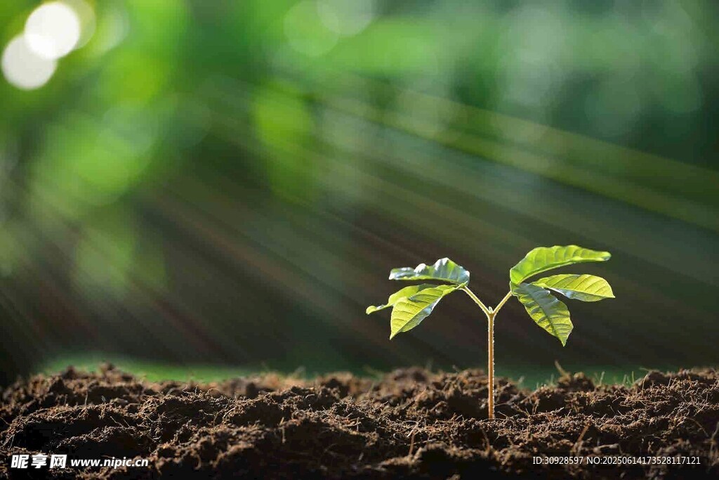 破土而出的嫩绿幼苗