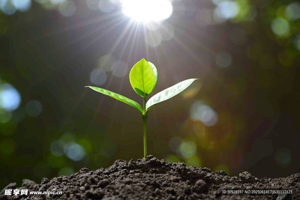 破土而出的嫩绿幼苗