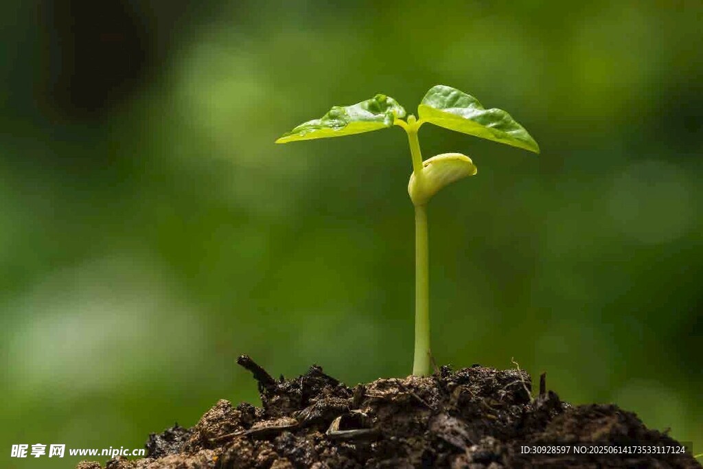 破土而出的嫩绿幼苗