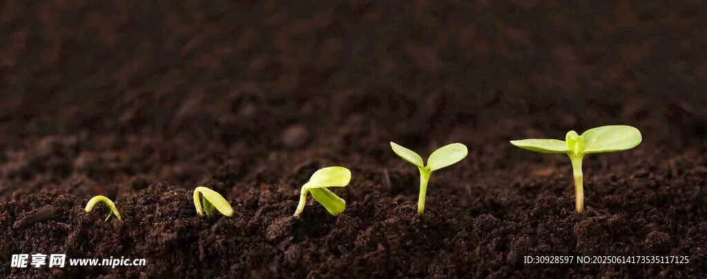 破土而出的嫩绿幼苗