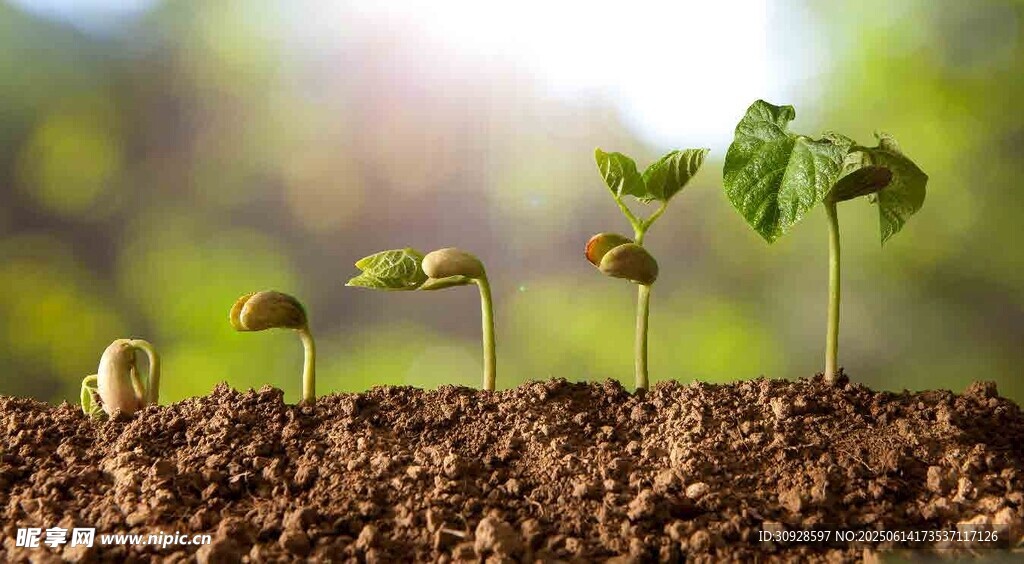 破土而出的嫩绿幼苗
