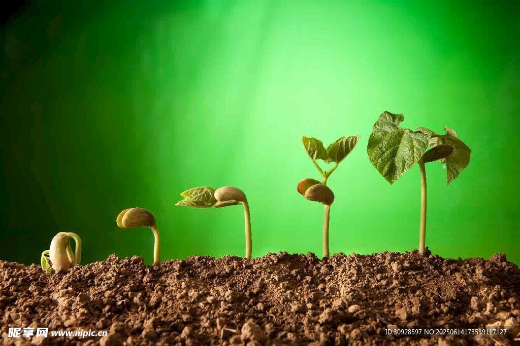 幼苗破土生长过程展示