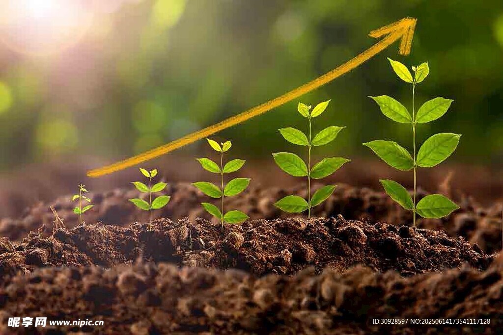 幼苗成长