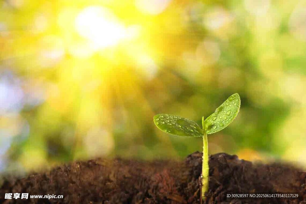 破土而出的嫩绿幼苗
