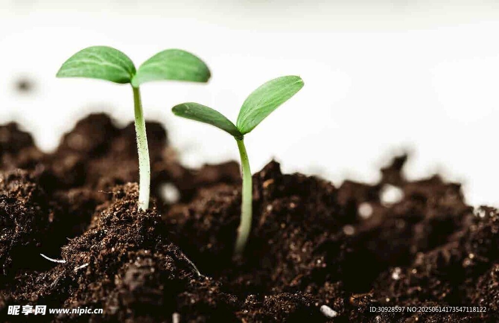 破土而出的嫩绿幼苗