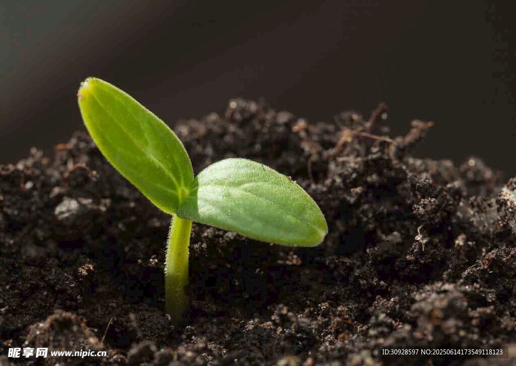 破土而出的嫩绿幼苗