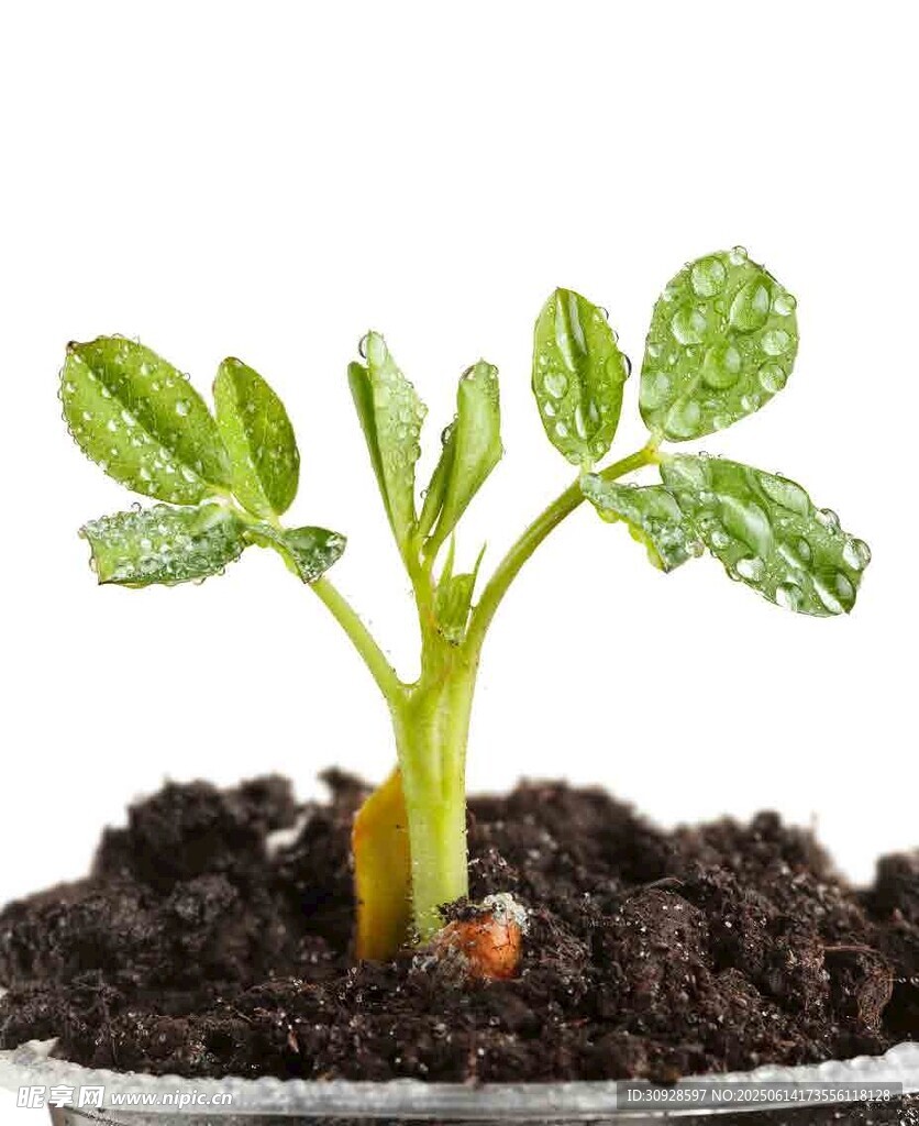 破土而出的嫩绿幼苗