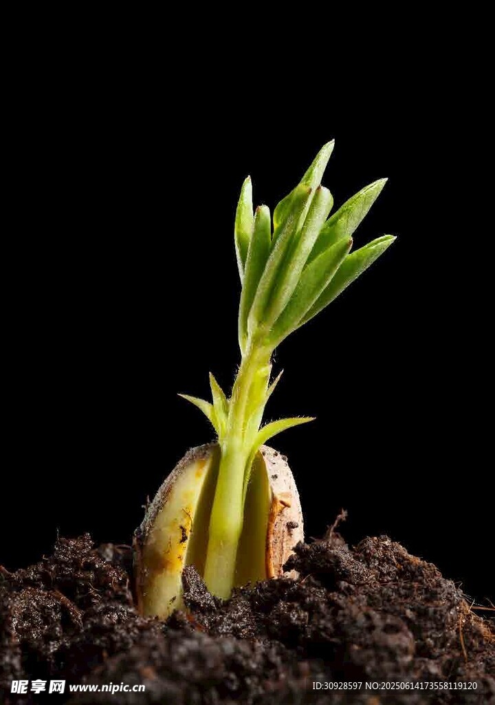 破土而出的嫩绿幼苗