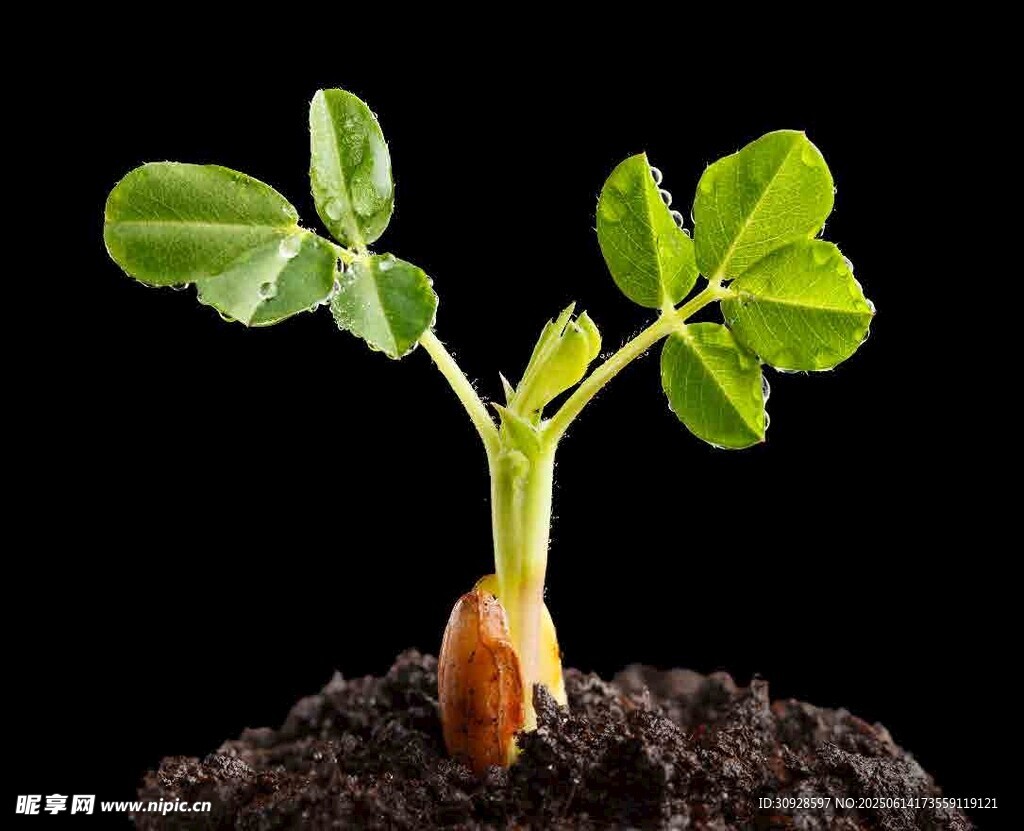 破土而出的嫩绿幼苗