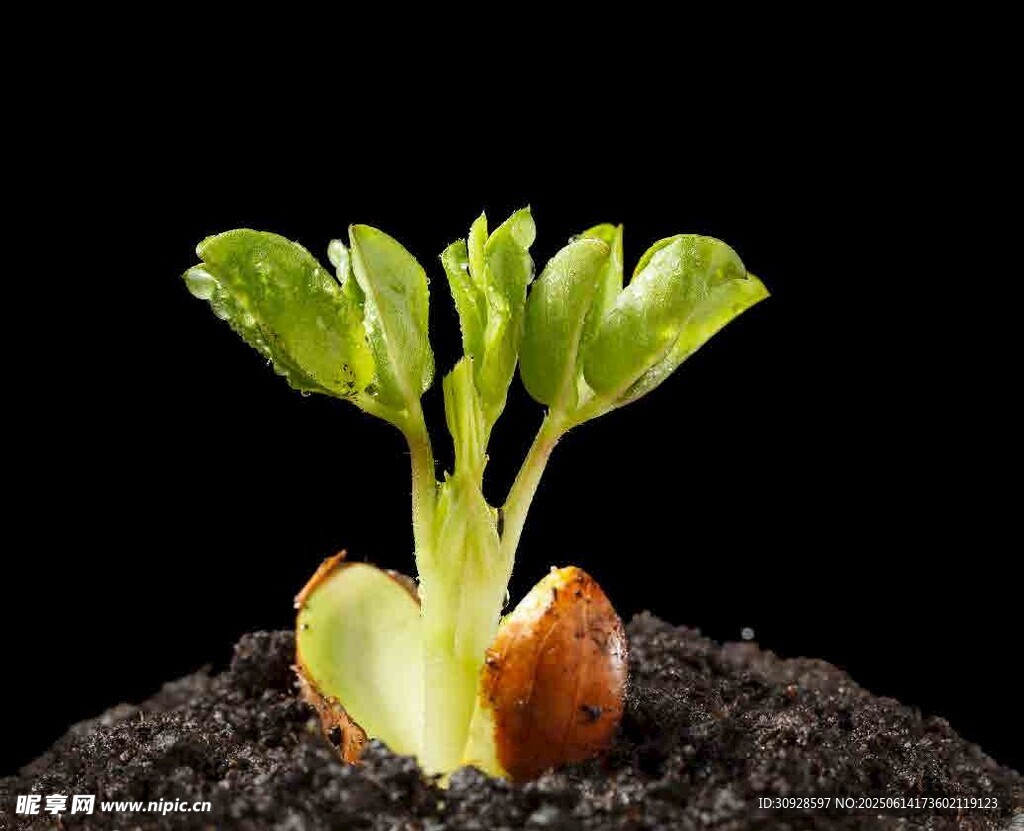 幼苗破土而出的瞬间