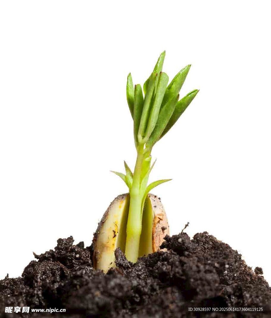 破土而出的嫩绿幼苗