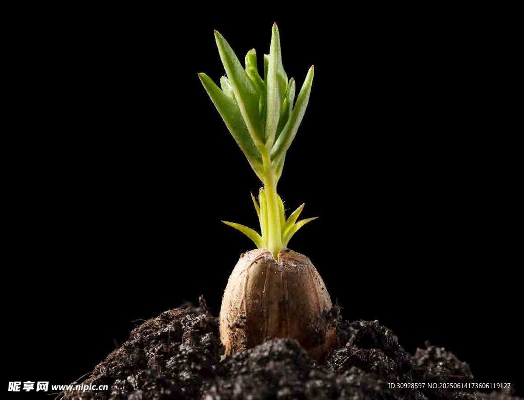 破土而出的新生绿植