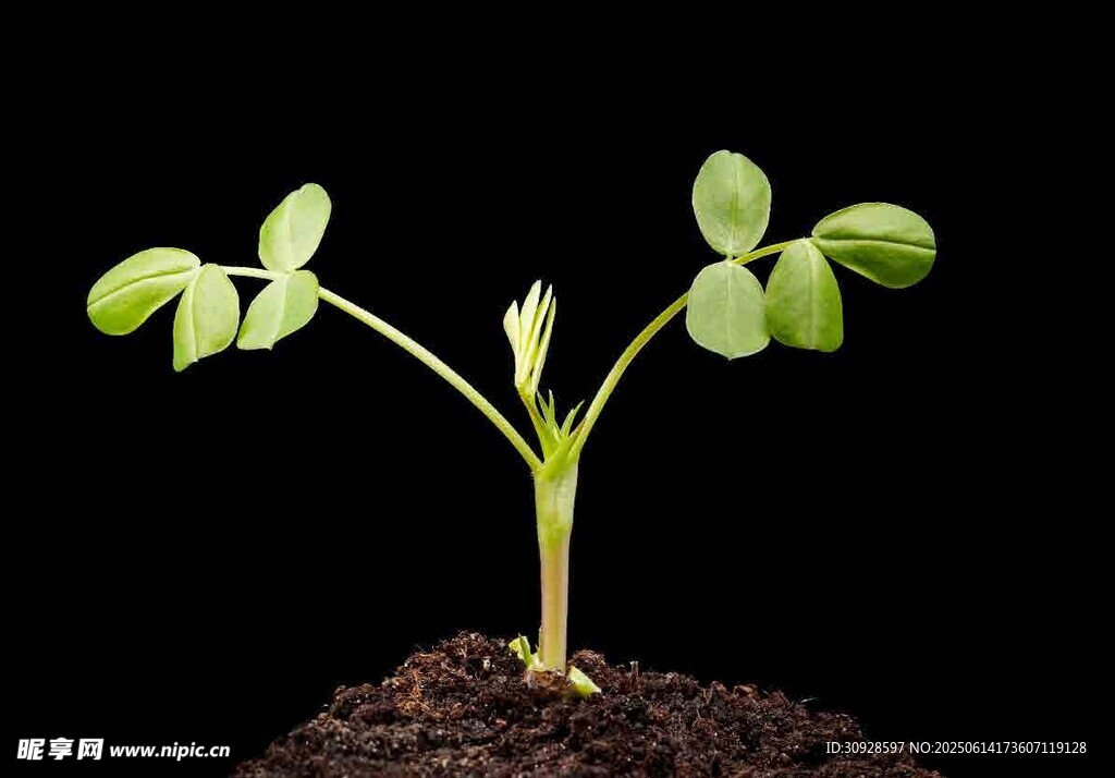 破土而出的嫩绿幼苗