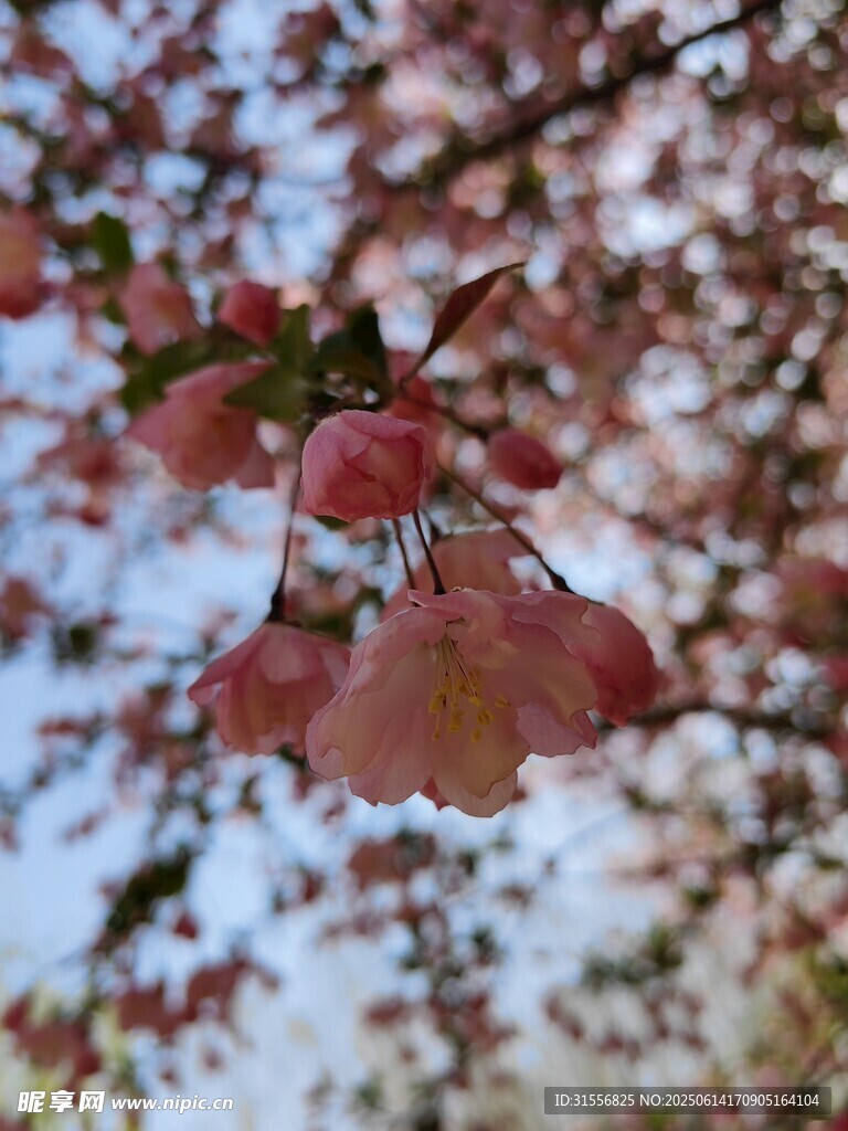 春日垂丝海棠特写