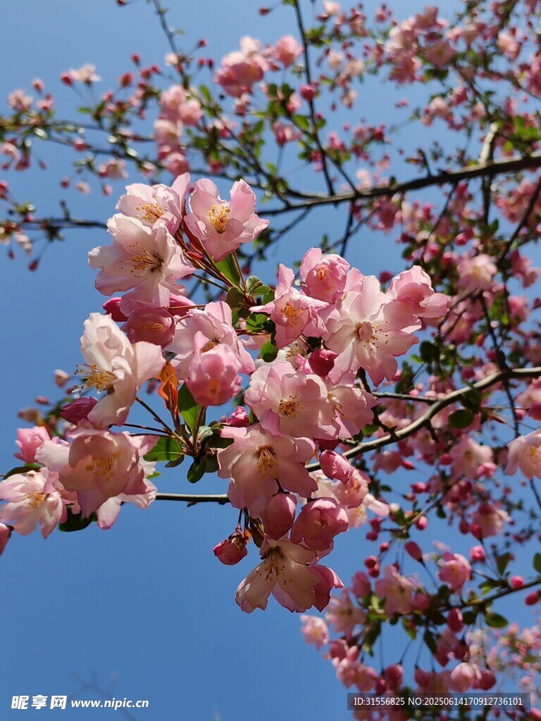 蓝天映衬下的粉嫩樱花枝