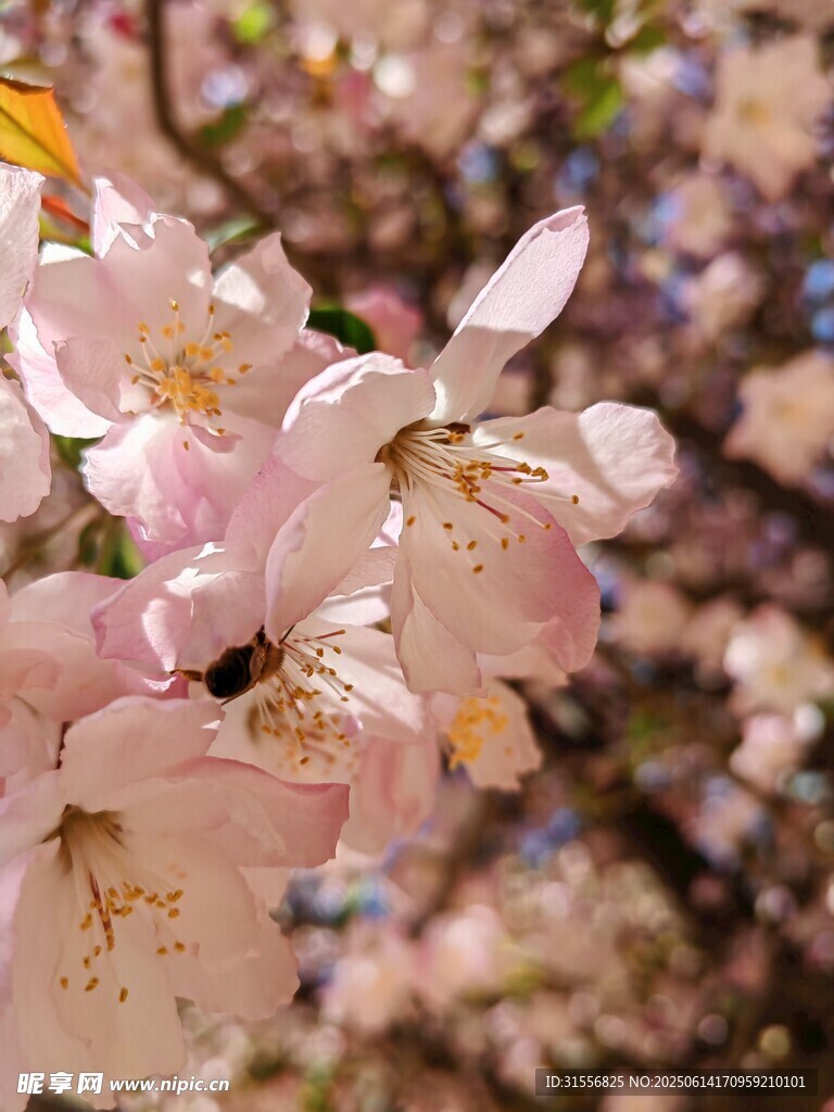 粉嫩樱花绽放枝头