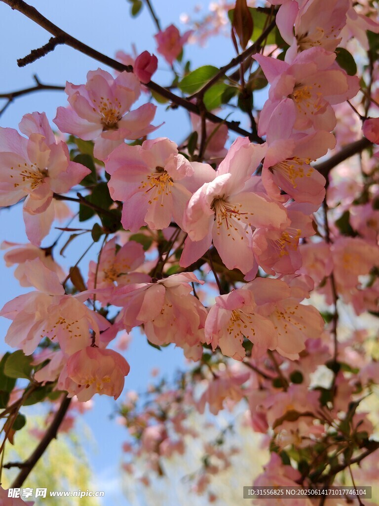 春日绽放的粉嫩海棠花