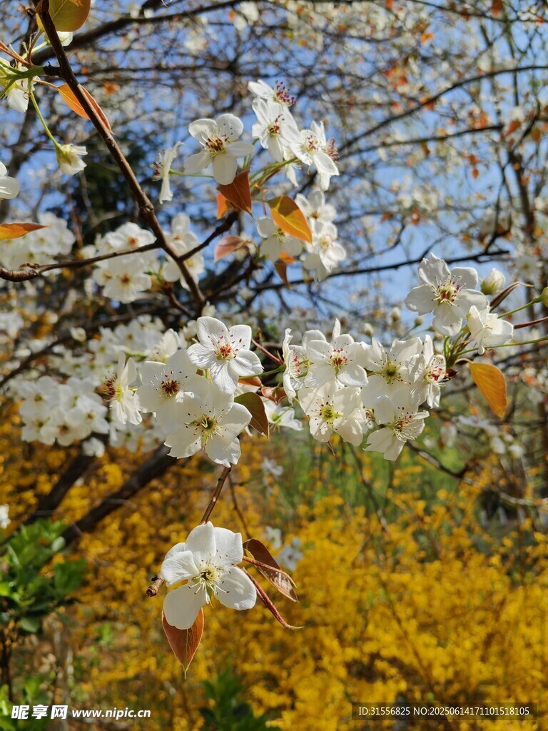 春日繁花绽放枝头