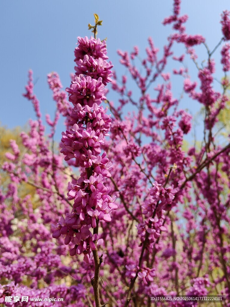 烂漫紫花绽放枝头