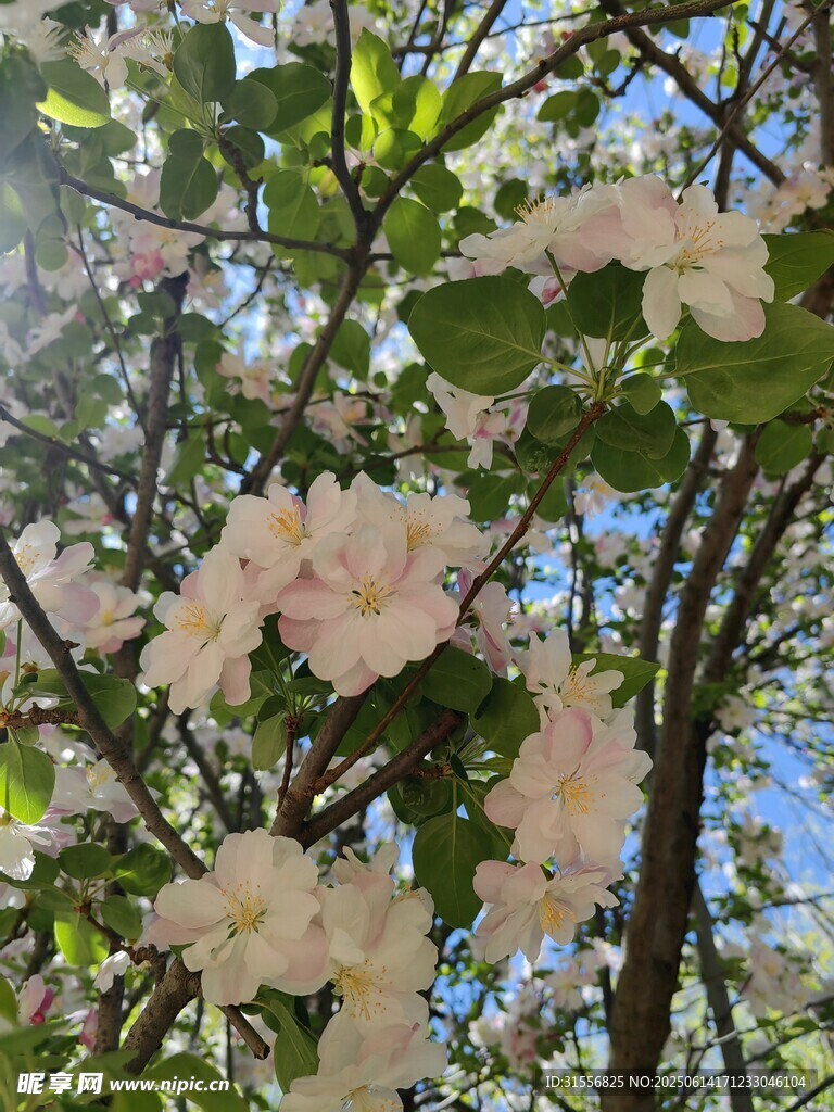 春日盛开的粉嫩繁花