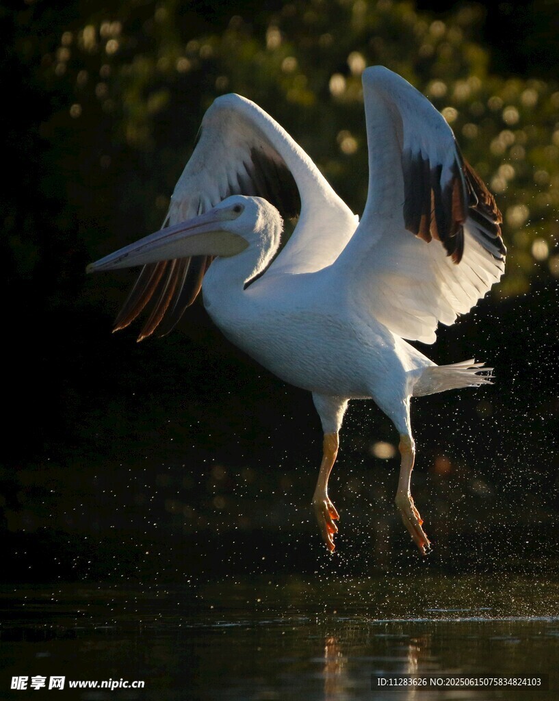 鹈鹕展翅于水面瞬间