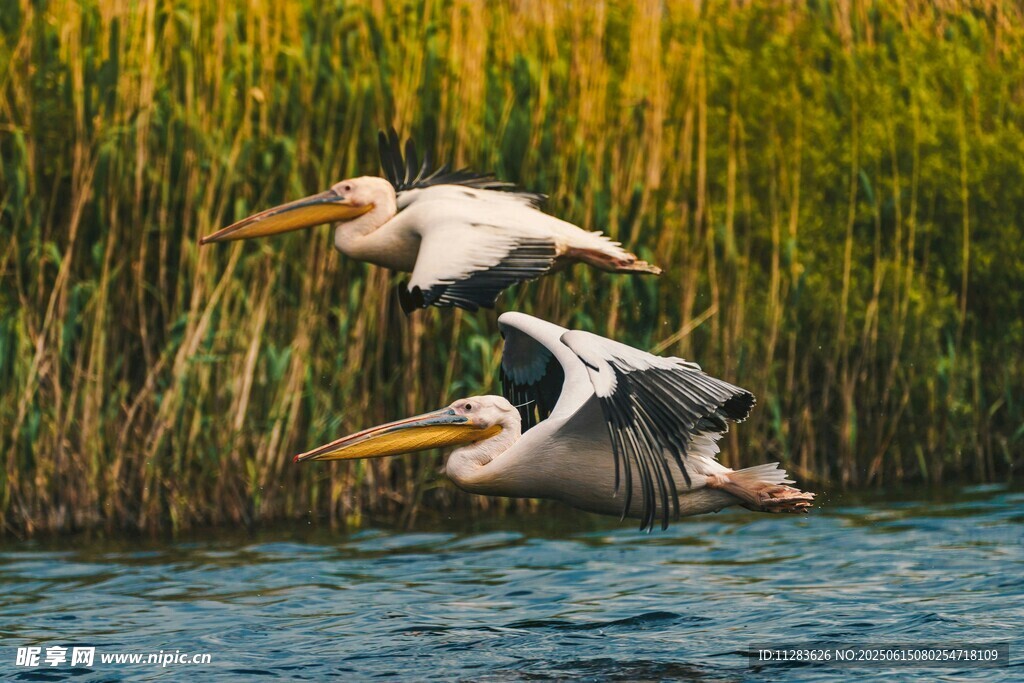 两只鹈鹕水面飞翔