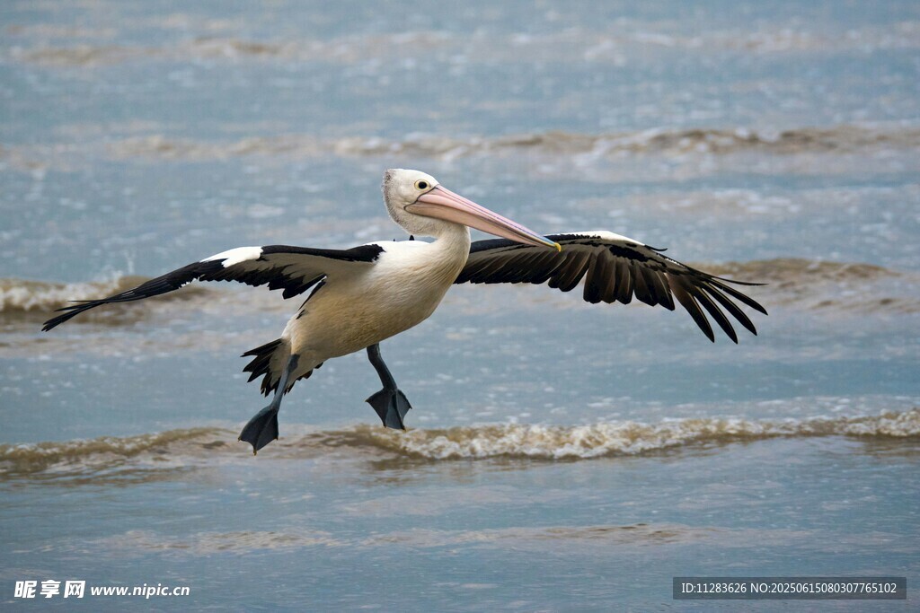 鹈鹕展翅于海面