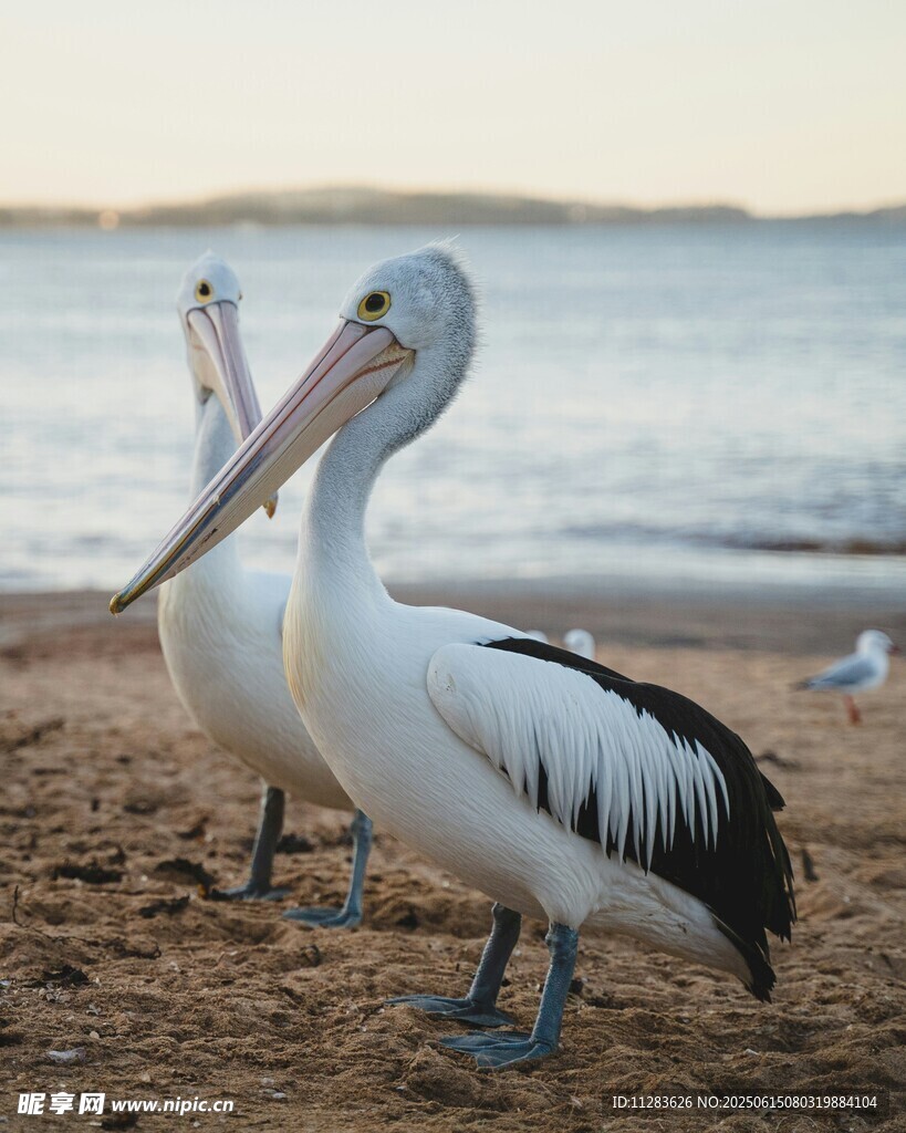 沙滩上的鹈鹕与海鸥