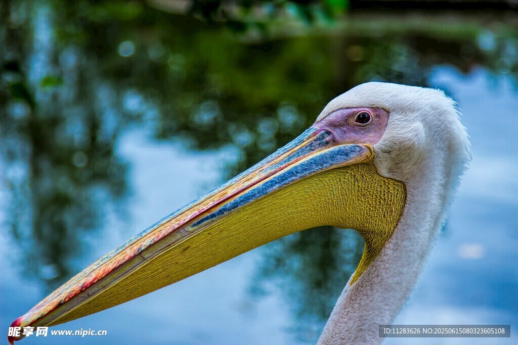 多彩长喙鹈鹕特写