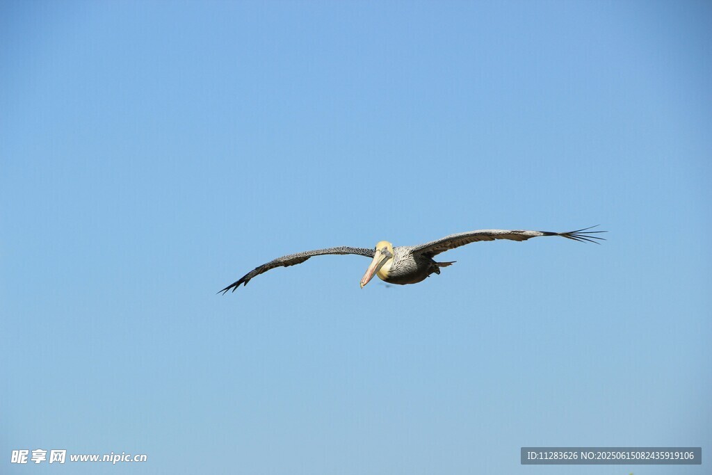 蓝天中翱翔的飞鸟