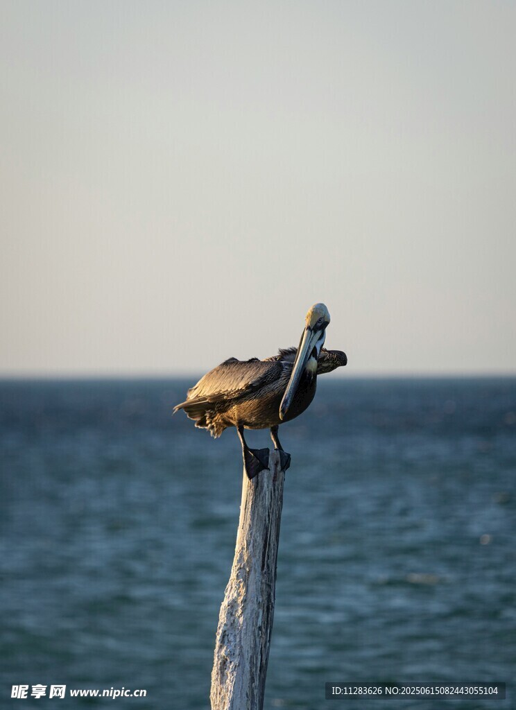 海鸟栖息于海边木桩