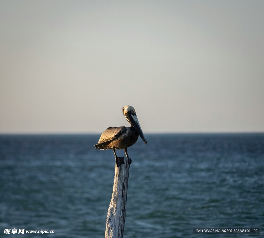 海鸟立于木桩眺望大海