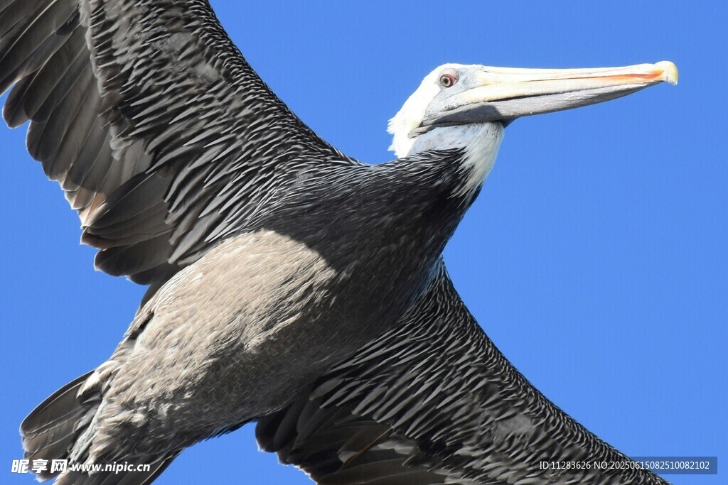 翱翔蓝天的鹈鹕