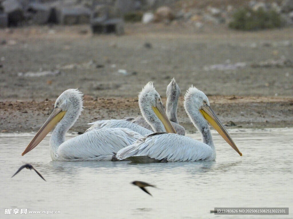 水面上的白鹈鹕与小鱼