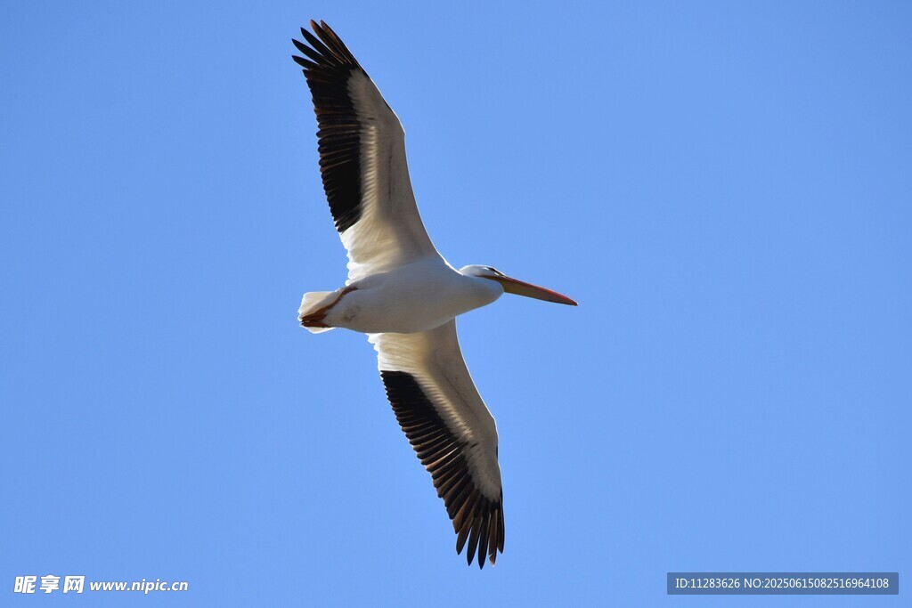 翱翔蓝天的鹈鹕
