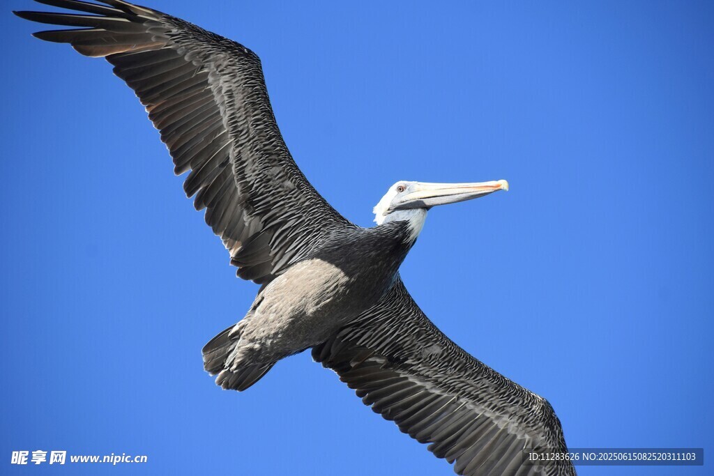 翱翔蓝天的鹈鹕