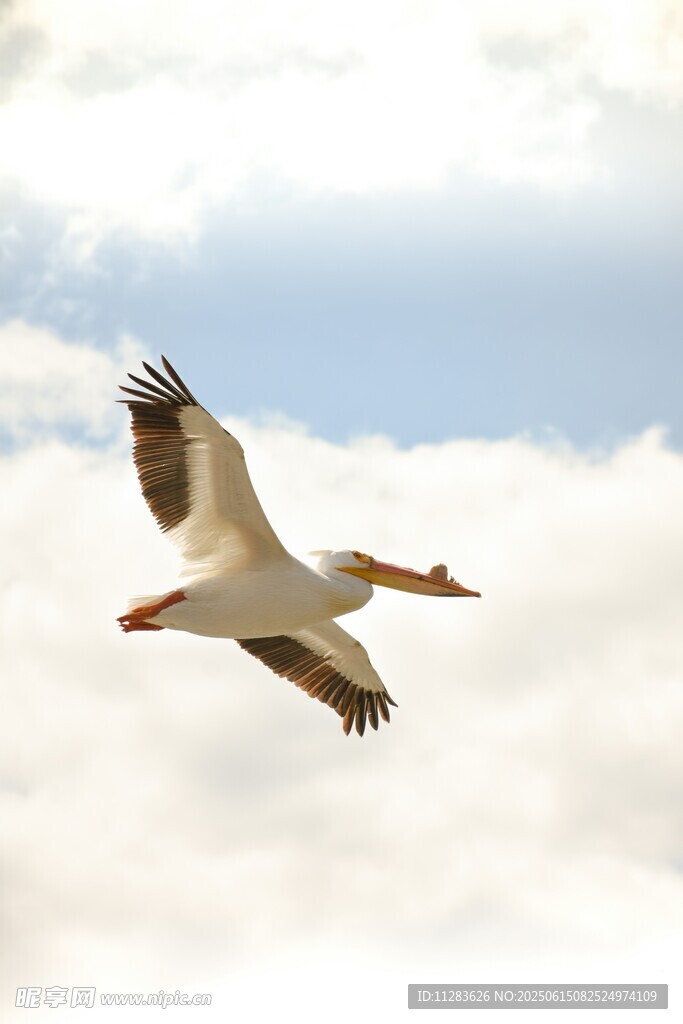 翱翔天际的鹈鹕