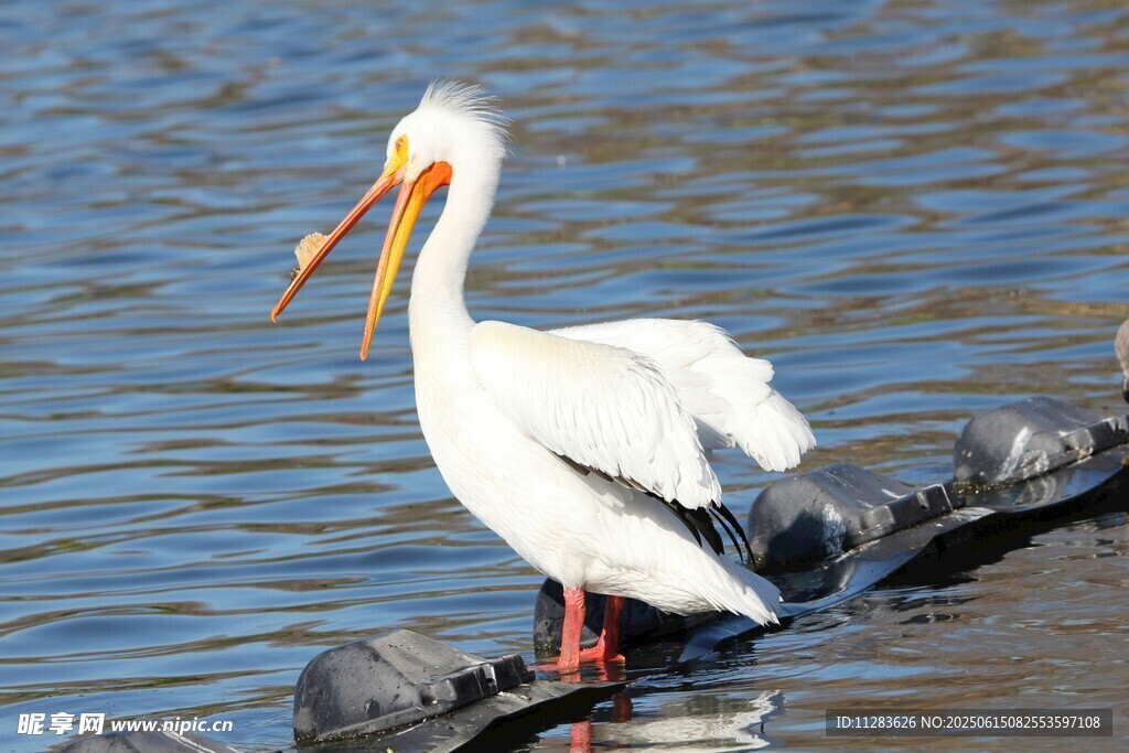 水边白鹈鹕站立姿态特写