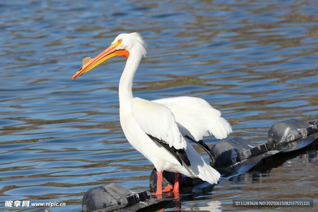 水边站立的白色鹈鹕