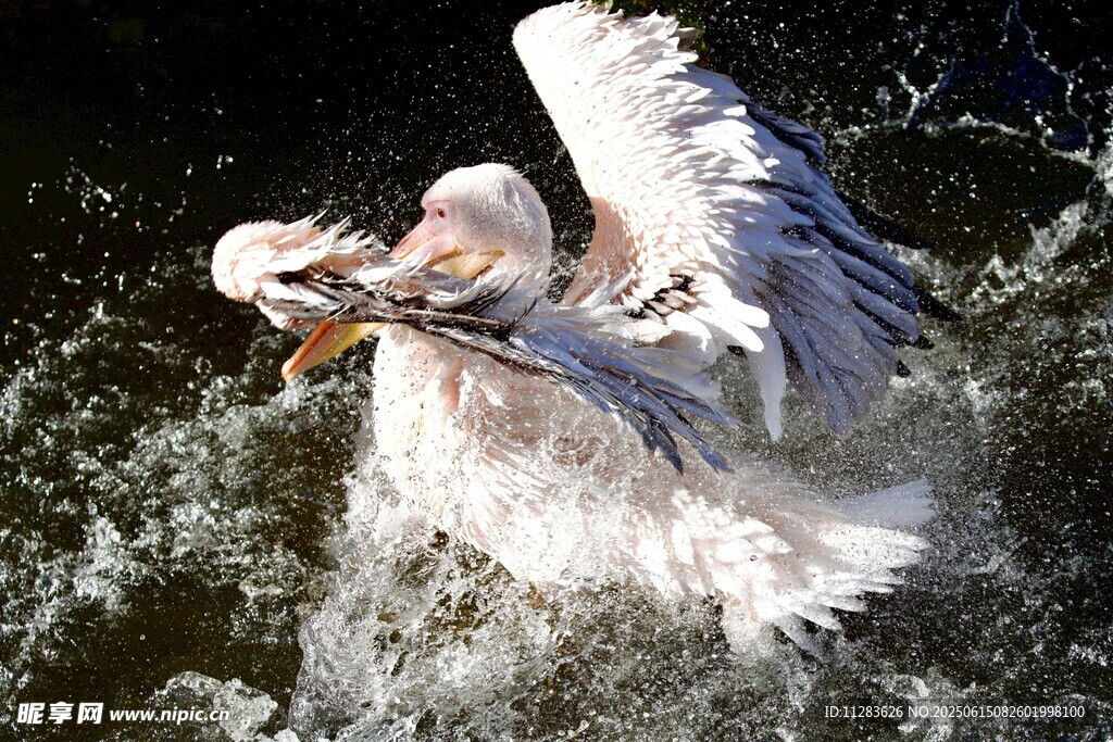 鹈鹕水中捕鱼瞬间