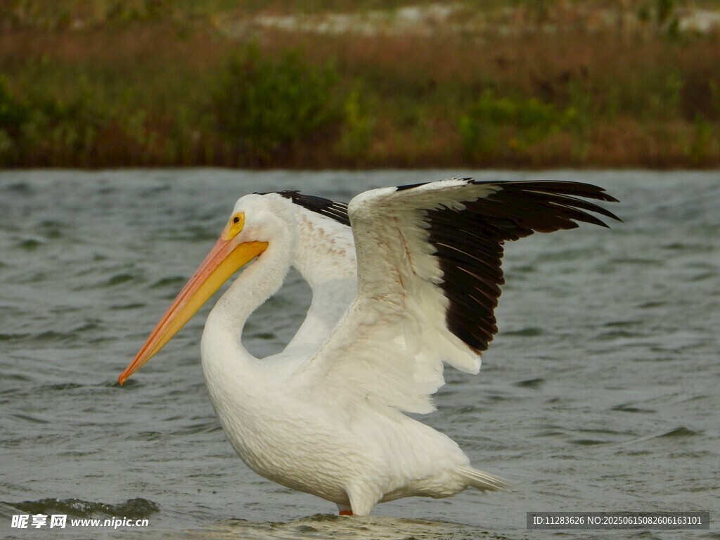 展翅的白鹈鹕于水面