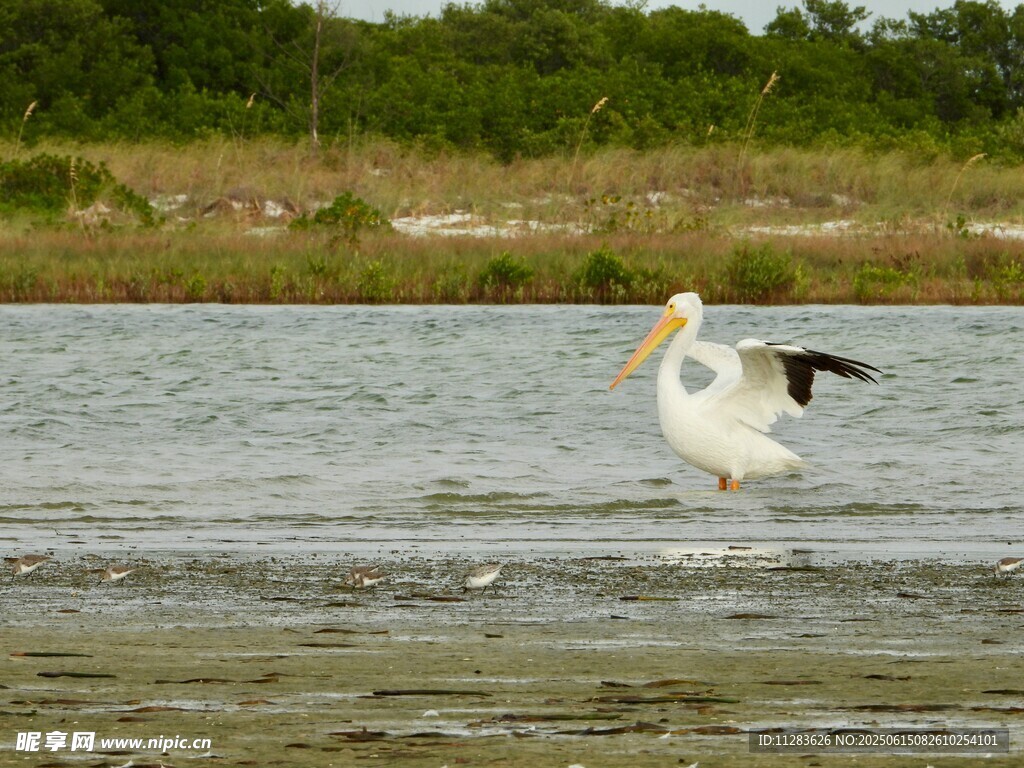 鹈鹕于水边展翅瞬间